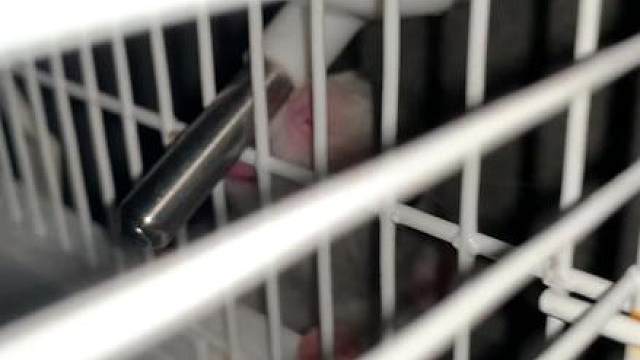 在外面玩野了不想回笼子就这样喝水
