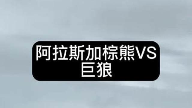 阿拉斯加野外摄影