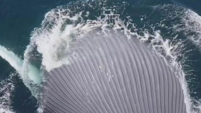 海洋巨物