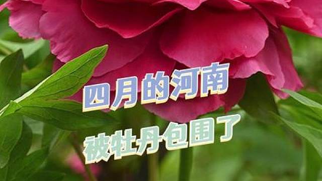 谁不想在牡丹花面前急头白脸的出片！
