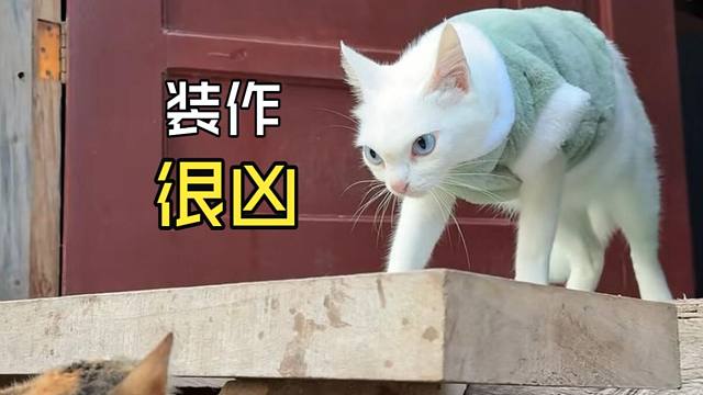 那些动物们的尴尬时刻！