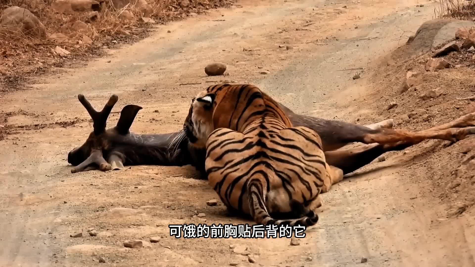 母老虎打劫公老虎，公老虎愤怒驱赶