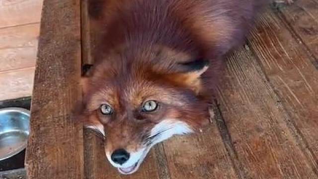狐狸也会发嗲