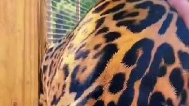 动物饲养员专业操作，请勿模仿