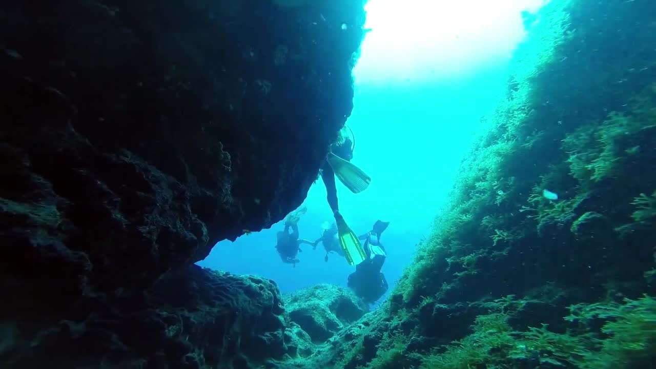 海底视角生物