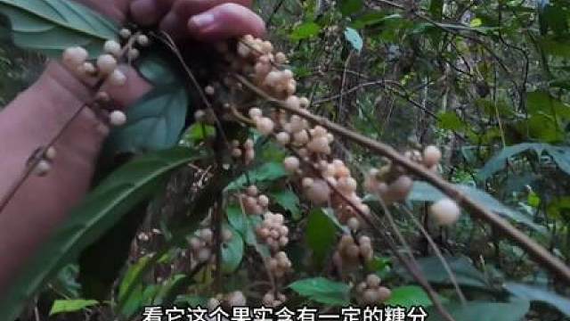 荒野求生之热带雨林十二集 遇到下雨只能在家编织鱼篓，上山采摘野果当遇到未知的危险