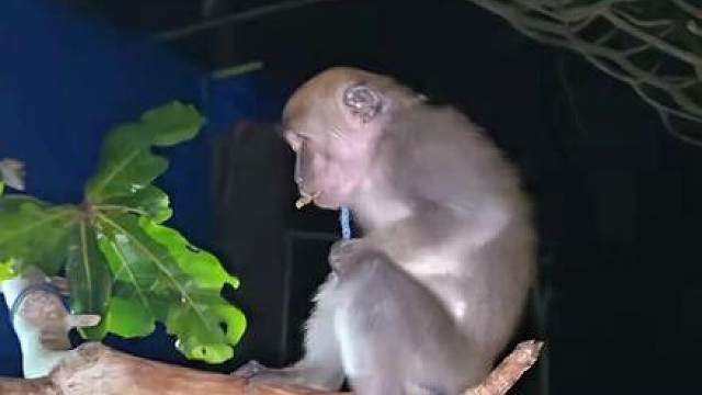 荒岛求生开始