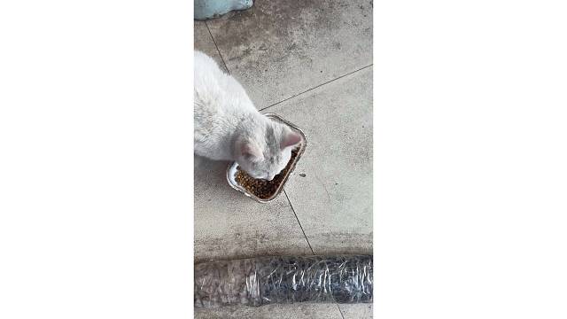 小白