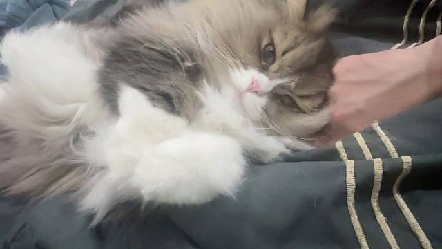 如果你也喜欢猫的话...