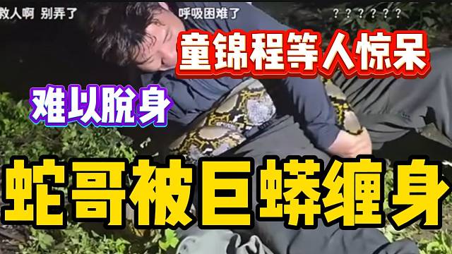 蛇哥被巨蟒缠身喘不过气，童锦程等人当场惊呆！