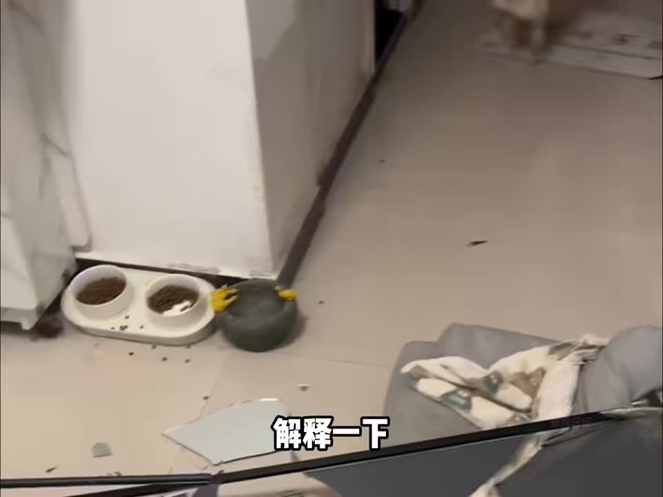 狗狗我呀这个家是拆定了！