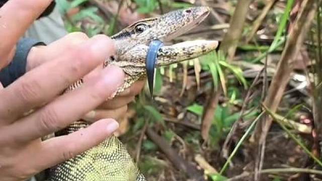 “它好像有点看不起你”