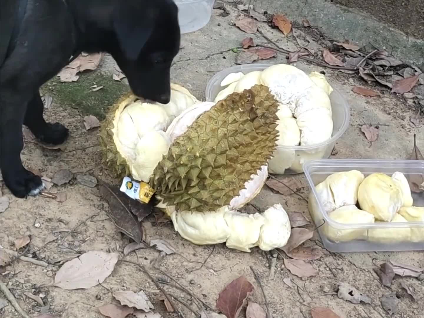 狗子：朝廷的赈灾粮下来了~