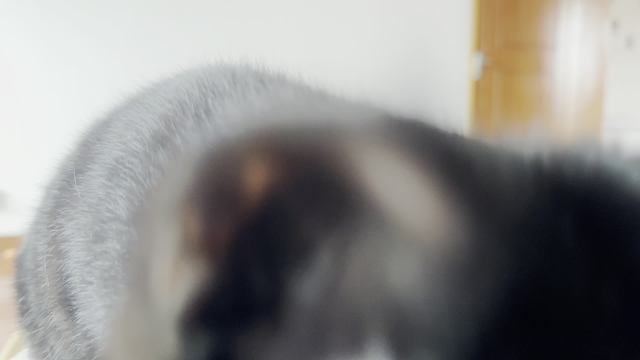 小猫黏人和天热天冷关系好像不太大