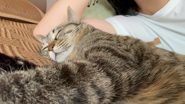 也不知道小猫是不是做梦吃到好吃的了