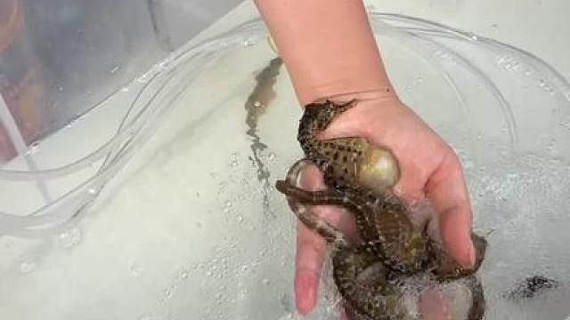 摆摊卖活海马，海马原本是一种小众昂贵的海鲜食材。 但是现在随着养殖海马的普及，现在咱们都能吃到便宜合法养殖的海马啦。 另外给大家科普个冷知识，海马都是公的生宝宝，非常神奇