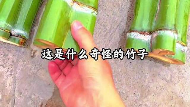 分享15种不同的竹子，其中有你认识的吗？