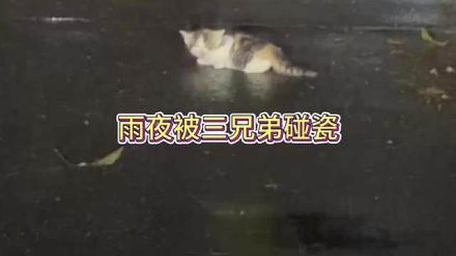 又被三只彩狸碰瓷了 之前在阳台碰瓷我的奶牛三兄弟都还没领养出去，又来！