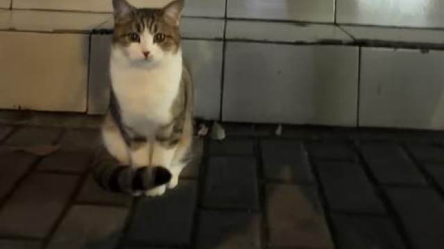 猫儿这个欲情故纵