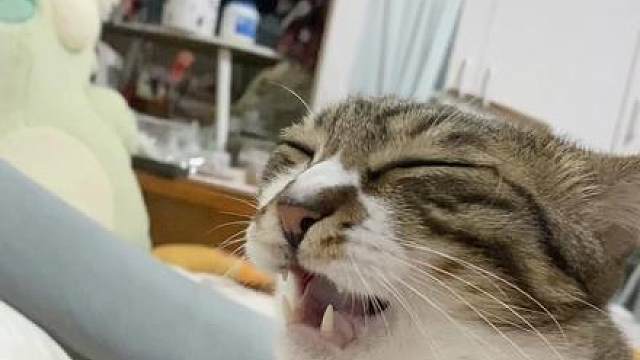 猫刚凑过来就被崩一脸，喵生等一次怀疑人生