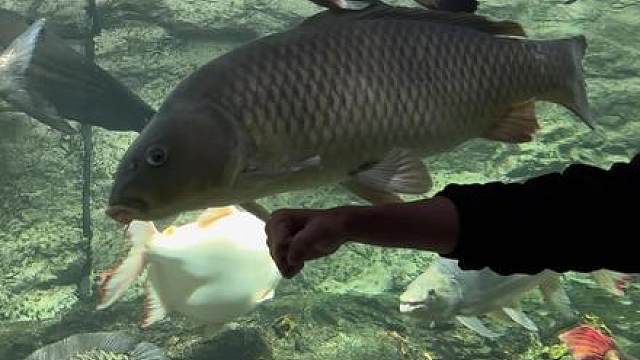 曾为鱼食闯入死局 历经483天化身米级巨鲤改写结局….