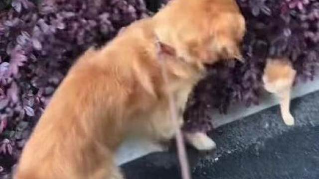 注意这个橘色点点，它cha一下变成一只在逃公主！把我和丘子都迷成翘嘴