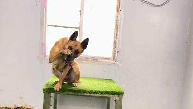 马犬的魅力