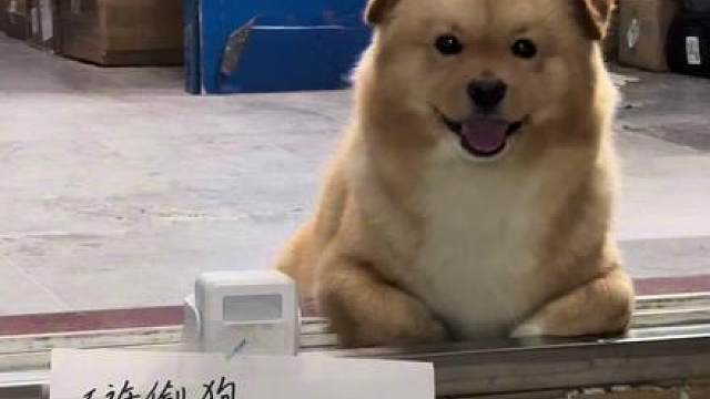 小抖已经回来上班了