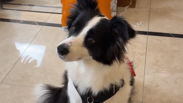 狗狗负责打麻将赚钱，我负责家里卫生