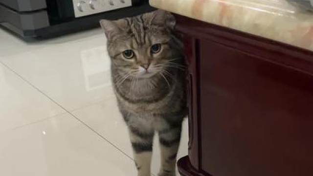 猫咪顶级玩家就是这样的
