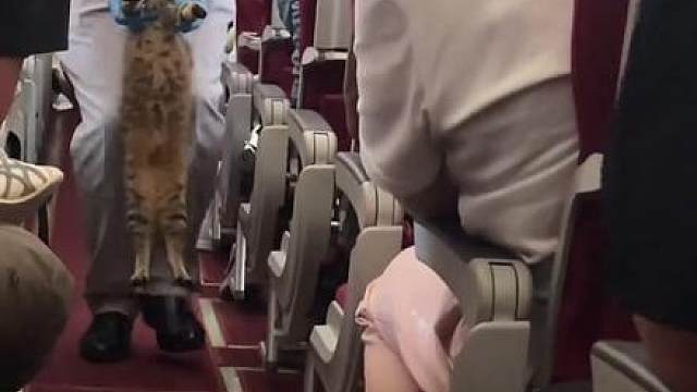 乘务员抱着小猫找主人…