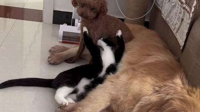 关于怕家里两只老年犬无聊我养了只奶牛猫 莫名其妙的奶牛猫