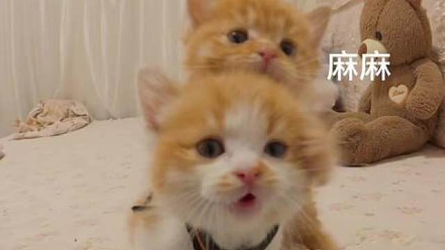他真的会叫麻麻啊