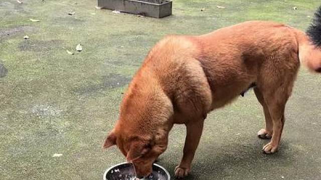 瞬间被大黄感动到了