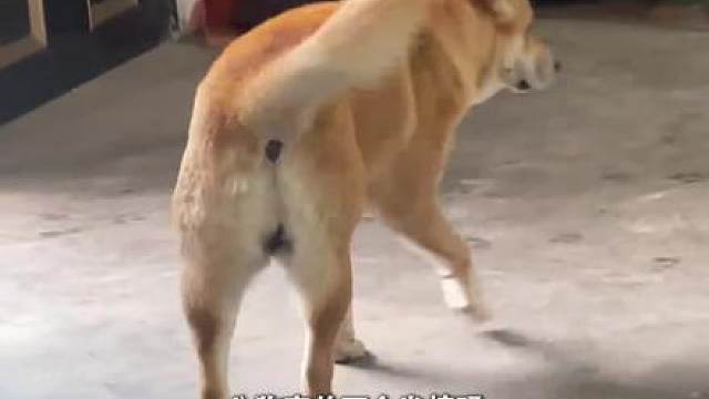 狗狗的冷知识