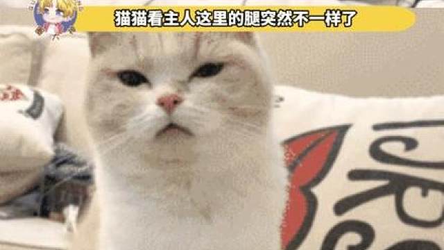 猫：你越叫我越兴奋！！