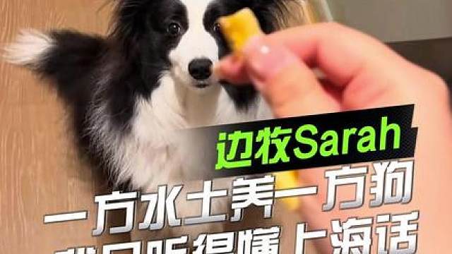 一方水土养一方狗，沪上千金狗，只听得懂上海话