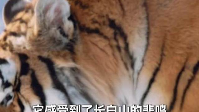 以一己之力拯救整个种族的英雄虎。这一刻我们可以说山神归来！