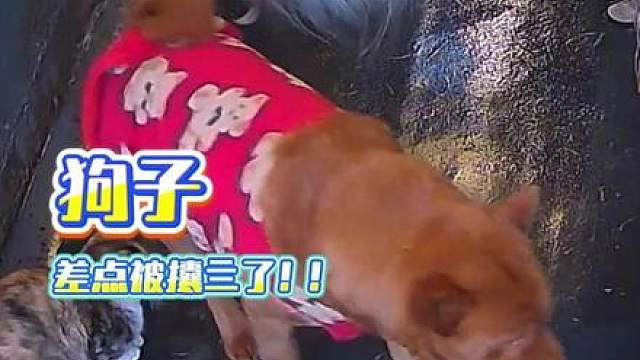 狗狗真憋屈 都不敢当场哭！