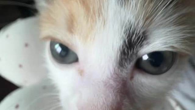 奶瓶第一视角看小猫喝奶