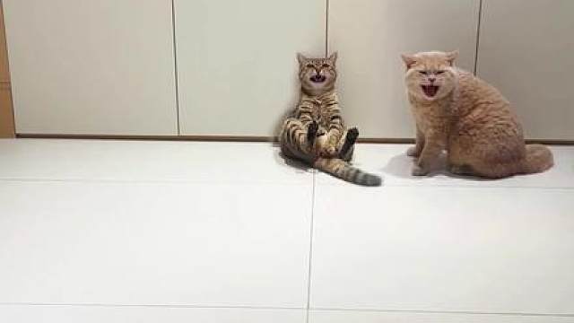 猫：这雪糕桶是不是缺了点啥