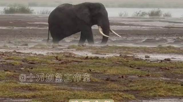 祈祷世界上的大象在漫长的一生里能好过一点