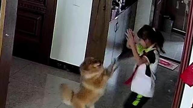 财财狗都没忍住唱了两句