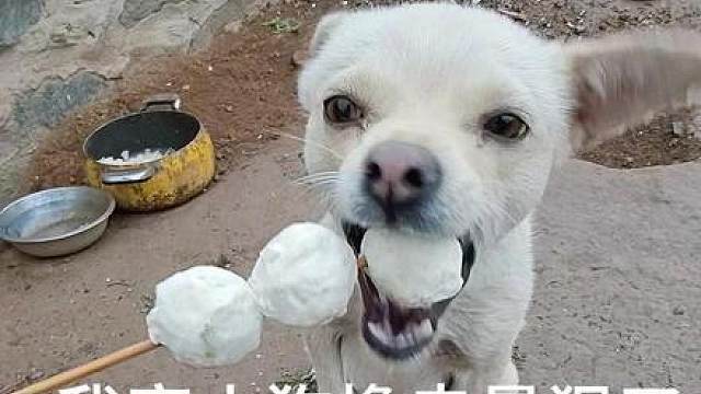 我家小狗撸串最狠了