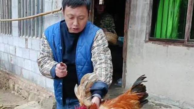 今天这个鸡感觉是吃不成了！