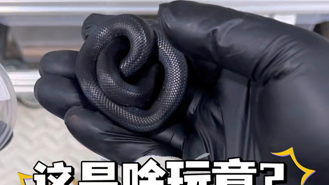 黑王蛇都被盘包浆了