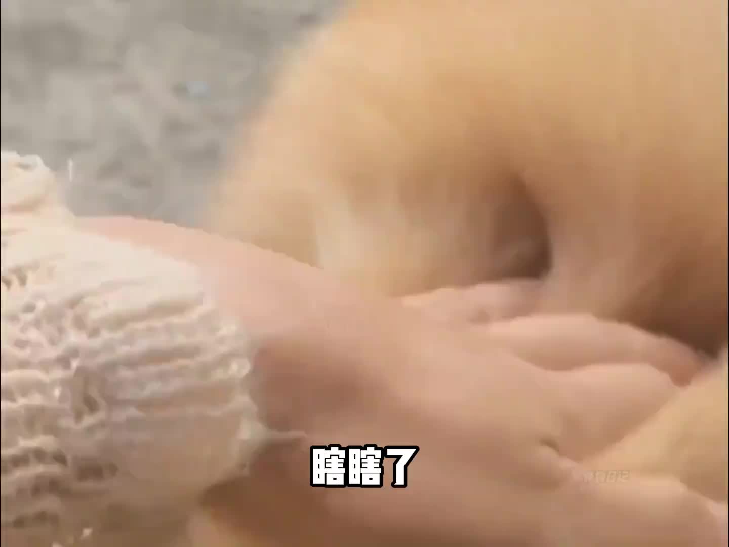 果然狗子尴尬的时候也会假装很忙~
