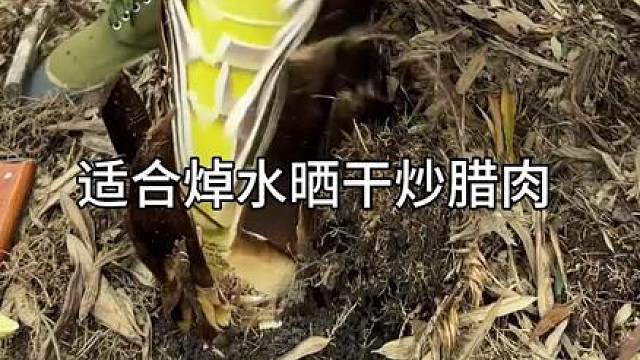 带你认识11种竹笋，你吃过几种？