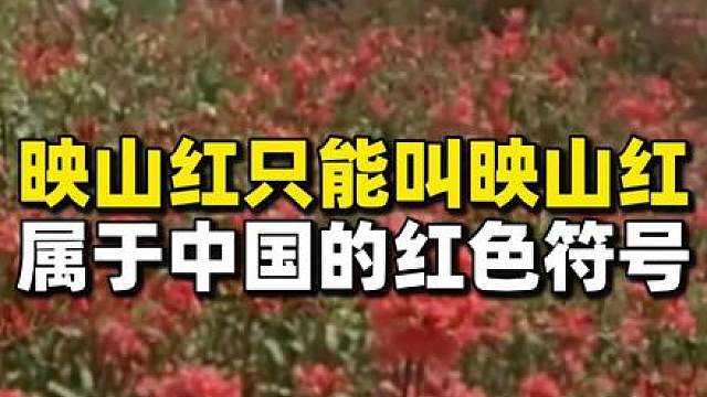 映山红，永远只能叫映山红！