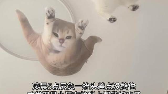 蚊帐：这辈子没想到还要承受这种重量！